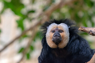 Close Up Of A White-Faced Saki Male Monkey