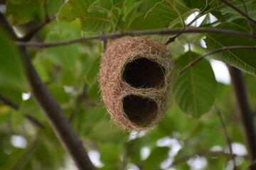 Hanging nest of weaver birds in the tree