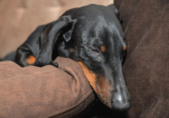 Sleeping black and tan dachshund on sofa cushion 