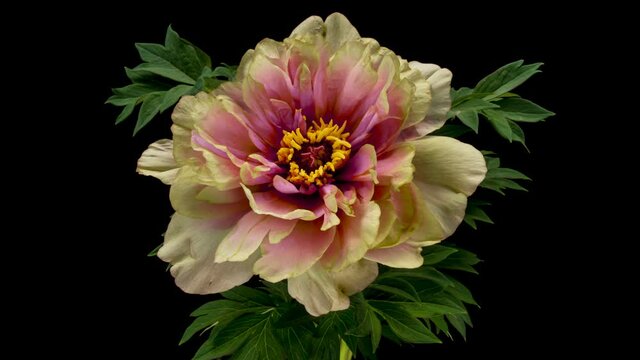Time lapse of beautiful unusual multicolored peony flower blooming on a black background. Waving pink peony petals in close-up. 4K