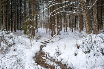 Snowy fir forest, scenic winter landscape with snow and trees during snowfall, outdoor travel background, Carpathian mountains