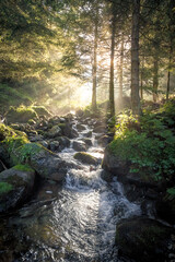 Il torrente nel bosco - Vallecamonica 