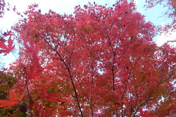 Autumn Leaves Japan