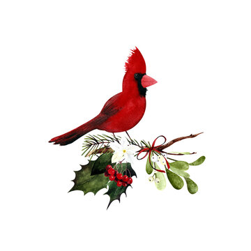 Watercolor cardinal bird with holly leaves, berries, flowers, mistletoe. Hand drawn illustration.