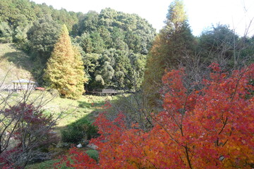 Obraz premium Autumn Leaves Japan