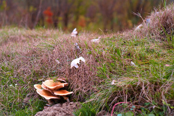 Wild mushrooms growing in the autumn forest