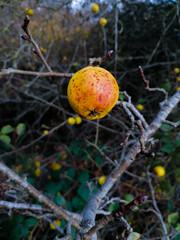 A wild apple tree with a yellow and red detail of an apple