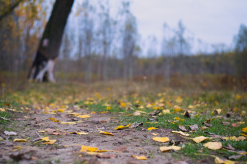 Bright and colorful fall leaves on the forest path on a sunny autumn morning in Serbia