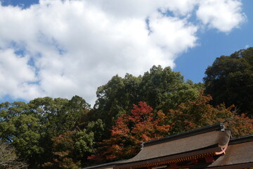 Fototapeta premium Autumn Leaves Japan