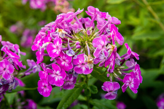 Floks, płomyk wiechowaty, Phlox