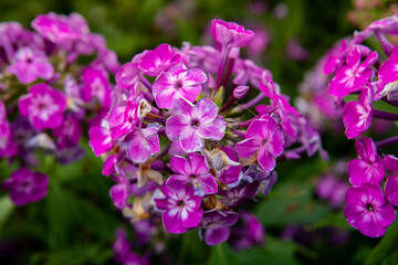 Floks, płomyk wiechowaty, Phlox
