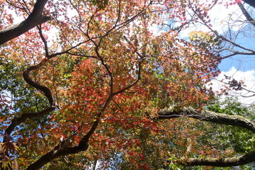 Autumn Leaves Japan