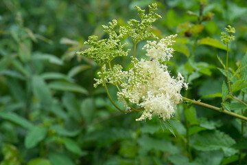 common Meadowsweet plant (Latin name Filipendula ulmaria), small white flowers on a blurred background. Medicinal plant.