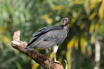 King vulture, Sarcoramphus papa, large bird found in Central and South America. Flying bird, forest in the background. Wildlife scene from tropic nature. Red head bird. Condor with open wing, Panama