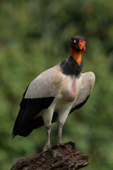 King vulture, Sarcoramphus papa, large bird found in Central and South America. Flying bird, forest...