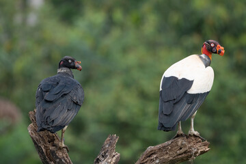 King vulture, Sarcoramphus papa, large bird found in Central and South America. Flying bird, forest in the background. Wildlife scene from tropic nature. Red head bird. Condor with open wing, Panama