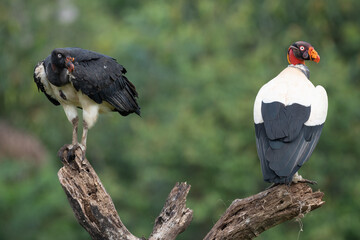 King vulture, Sarcoramphus papa, large bird found in Central and South America. Flying bird, forest...
