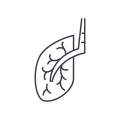 Fototapeta premium Bronchus icon, linear isolated illustration, thin line vector, web design sign, outline concept symbol with editable stroke on white background.