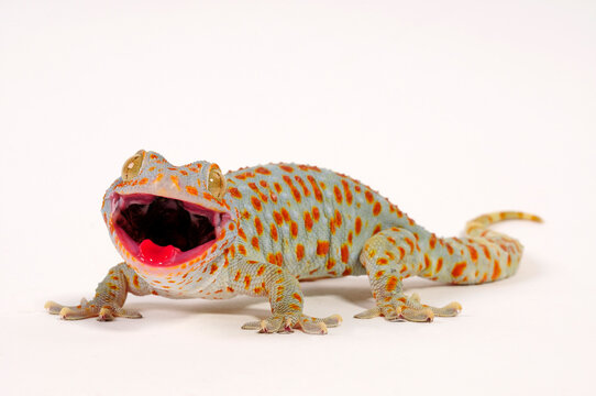 Tokay gecko / Tokeh, Tokee (Gekko gecko) 