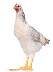one white chicken isolated on white background, studio shoot
