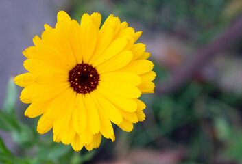Pot marigold / ruddles / common marigold / Scotch marigold (Calendula officinalis) single flower in the autumn garden