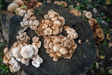 Mushrooms grow from the root of the cut down tree in a forest