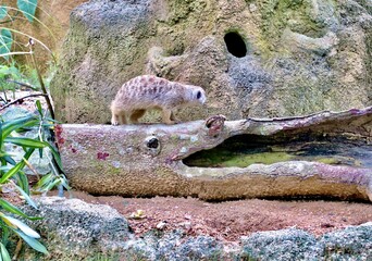 Meerkat at the Zoo