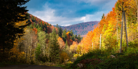 Fototapeta premium Panorama od autumn carpathian forest with gold and red foliage