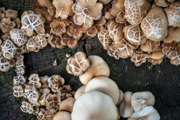 Mushrooms grow from the root of the cut down tree in a forest