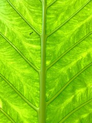 Bon leaves and insect shadows. Concept for background.