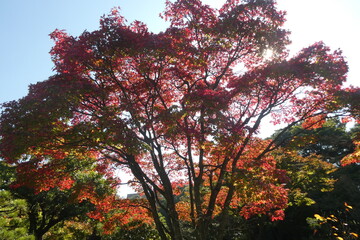 Autumn Leaves Japan