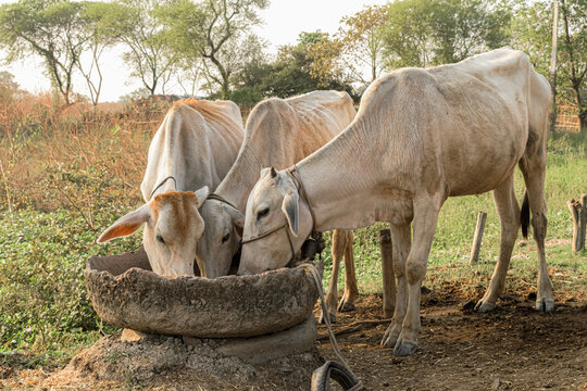 Beautiful photo of three white cows eating together with love from cemented trough with rural background of a typical Indian village. They are domesticated as they provide milk, dairy products, beef.