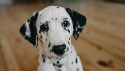 Dalmatian puppy sits on wooden floor in room.