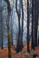 trees with yellow and brown leaves in the mountain in autumn season, autum leaves and autumn colors
