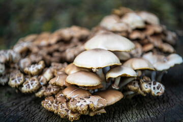 Mushrooms grow from the root of the cut down tree in a forest