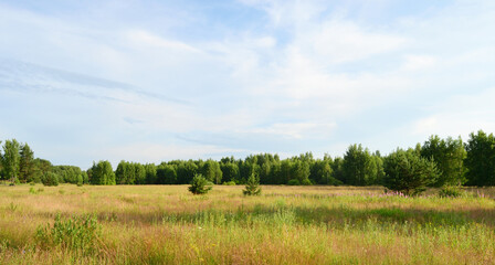 Young pine forest in the summer next to a flowering meadow.