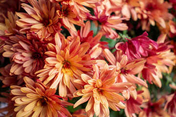 Pastel colored orange Chrysanthemum flowers in the cold autumn garden 