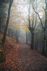 road in the mountain in autumn season, autumn leaves and autumn colors. Bilbao, Spain