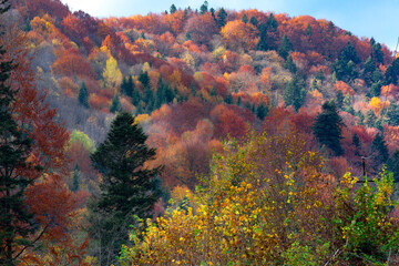 Background of autumn carpathian forest with gold and red foliage and sunny rays