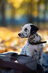 Puppy of dalmatian dog sits on the coverlet near bag in autumn park.