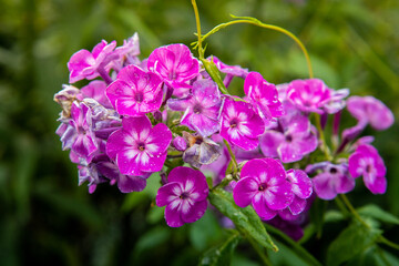 Obraz premium Floks, płomyk wiechowaty, Phlox