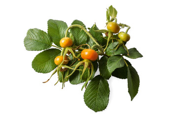 branch and rose hips