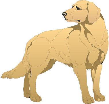 Vector illustration of a dog