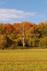 Autumn trees