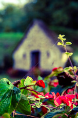 Close up of flowers with a habit house in the background 