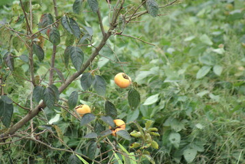 木になっている3つの柿
