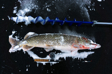 Winter fishing. A pike caught by a fisherman lies on black ice along with a fishing rod and an ice screw. View from above