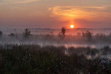 Wollgras im Nebel bei Sonnenaufgang.