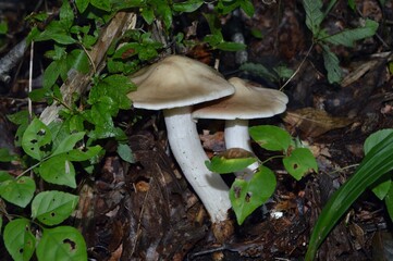 雑木林で見つけた茸