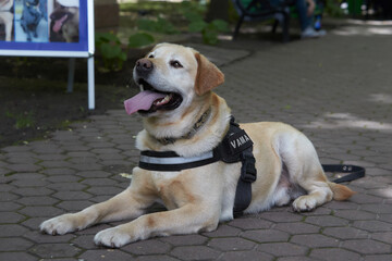 The customs dog for looking drugs and weapons on border-line with the inscription 